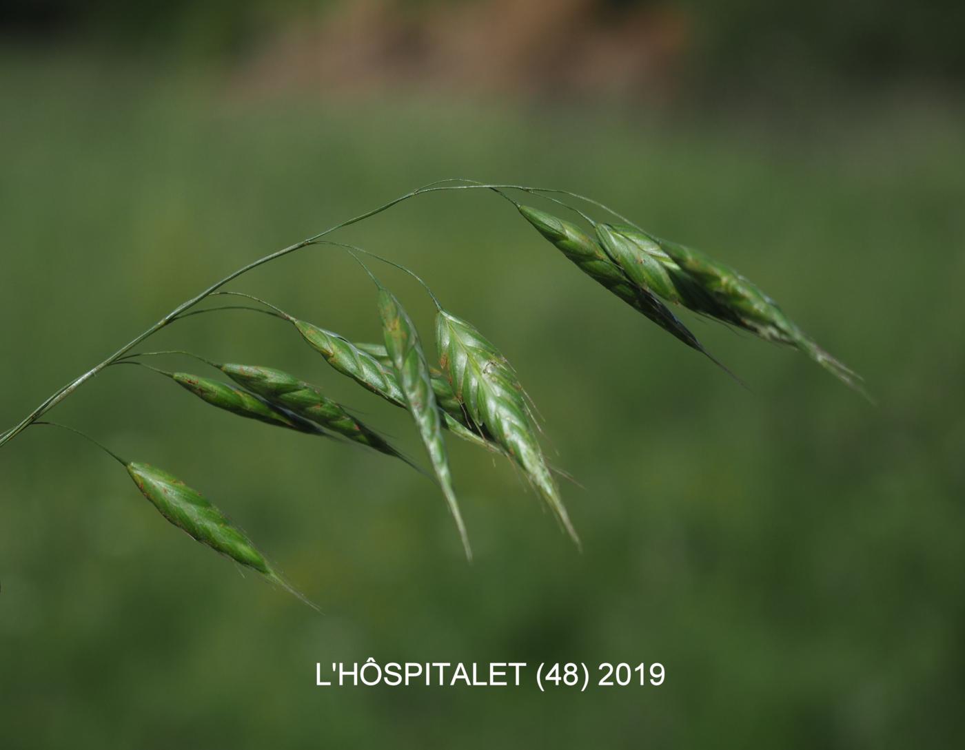 Brome, Meadow plant